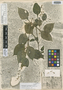 Buceragenia minutiflora Greenm., MEXICO, C. G. Pringle 6506, Isotype, F