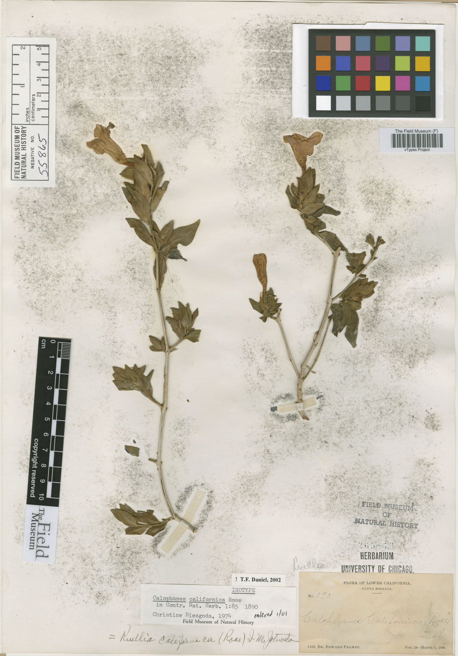 Ruellia californica subsp. californica image