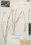 Carlowrightia angustifolia Brandegee, MEXICO, C. A. Purpus 1412, Isotype, F