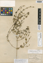 Carlowrightia glandulosa B. L. Rob. & Greenm., MEXICO, C. G. Pringle 6276, Isotype, F