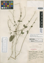 Carlowrightia mucronata Leonard, MEXICO, G. B. Hinton 5533, Isotype, F