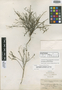 Carlowrightia parvifolia Brandegee, MEXICO, C. A. Purpus 4751, Isotype, F