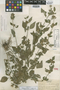 Dicliptera brachiata var. ruthii Fernald, U.S.A., A. Ruth 230, Isotype, F