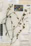 Dicliptera debilis Leonard, GUATEMALA, P. C. Standley 69823, Holotype, F