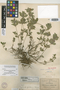 Dyschoriste pinetorum Kobuski, Mexico, C. G. Pringle 4134, Isotype, F