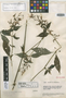 Habracanthus enarthrocoma Leonard, VENEZUELA, J. A. Steyermark 57187, Isotype, F