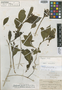 Jacobinia albicaulis Brandegee, MEXICO, C. A. Purpus 6049, Isotype, F