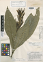 Justicia grandifolia D. N. Gibson, GUATEMALA, J. A. Steyermark 42001, Holotype, F