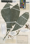 Justicia pelianthia Leonard, COLOMBIA, J. Cuatrecasas 11157, Isotype, F