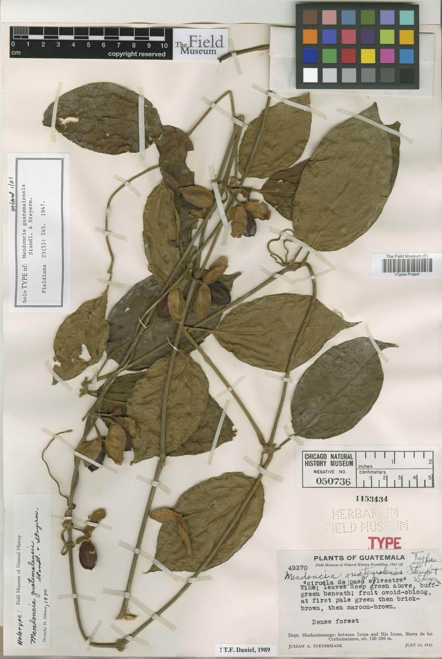 Mendoncia guatemalensis image