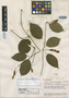 Mendoncia albiflora Leonard, VENEZUELA, J. A. Steyermark 62186, Isotype, F
