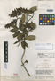 Neriacanthus nitidus Leonard, VENEZUELA, J. A. Steyermark 56424, Holotype, F