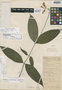 Odontonema amicorum V. M. Baum, BRITISH HONDURAS [Belize], W. A. Schipp 1353, Isotype, F