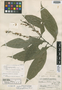 Odontonema galbanum Leonard, GUATEMALA, P. C. Standley 63875, Isotype, F
