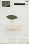 Odontonema paniculiferum S. F. Blake, BRITISH HONDURAS [Belize], M. E. Peck 278, Isotype, F
