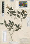Poikilacanthus skutchii image