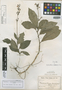 Pseuderanthemum leptorhachis Lindau, ECUADOR, H. F. A. von Eggers 15025, Isosyntype, F