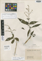 Pseuderanthemum sneidernii Leonard, COLOMBIA, K. von Sneidern 5042, Isotype, F