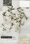 Psilanthele eggersii Lindau, ECUADOR, H. F. A. von Eggers 15129, Isotype, F