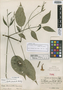 Ruellia pereducta Standl. ex Lundell, MEXICO, C. L. Lundell 1239, Holotype, F