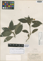 Ruellia aquatica Leonard, COLOMBIA, O. L. Haught 1762, Isotype, F