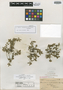 Stenandrium verticillatum Brandegee, MEXICO, C. A. Purpus 1238, Isotype, F