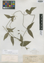 Thunbergia brachypoda Bremek., Philippines, A. D. E. Elmer 13076, Isotype, F