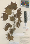 Acer rubrum f. elongatus Vict., Canada, Frère Marie-Victorin 56600, Isotype, F