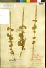 Achyranthes aspera var. simplex Millsp., U.S. Virgin Islands, C. F. Millspaugh 484, Holotype, F