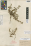 Alternanthera morongii Uline, PARAGUAY, T. Morong 40, Isotype, F