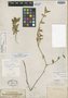 Alternanthera nodiflora f. lanceolata Moq., SUDAN, K. G. T. Kotschy 165, Isotype, F