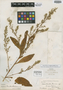 Celosia orcuttii image