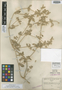 Cladothrix oblongifolia S. Watson, U.S.A., C. G. Pringle, Isosyntype, F