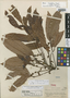 Mauria sessiliflora Standl., HONDURAS, P. C. Standley 56062, Holotype, F