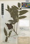 Rhus petiolata Greene, U.S.A., W. D. Frost, Holotype, F