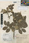 Rhus tepetate Standl., Mexico, H. S. Gentry 1746, Holotype, F