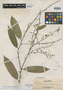 Sarcotheca oblongifolia Merr., A. D. E. Elmer 20406, Isotype, F