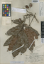 Tapirira macrophylla Lundell, BRITISH HONDURAS [Belize], C. L. Lundell 6841, Isotype, F
