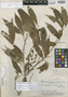 Duguetia caudata R. E. Fr., BRAZIL, B. A. Krukoff 6258, Isotype, F