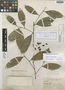 Duguetia ibonensis Rusby, BRAZIL, G. White 2089, Isotype, F