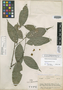 Duguetia paraensis R. E. Fr., BRAZIL, B. A. Krukoff 1100, Isotype, F