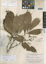 Duguetia stenantha R. E. Fr., BRAZIL, B. A. Krukoff 8582, Isotype, F