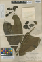 Goniothalamus philippinensis Merr., PHILIPPINES, M. S. Clemens 1049, Syntype, F