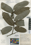 Guatteria pudica N. Zamora & Maas, COSTA RICA, G. Herrera 4026, Isotype, F