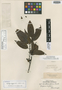 Guatteria foliosa Benth., BRITISH GUIANA [Guyana], R. H. Schomburgk 995, Isotype, F