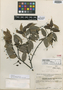 Guatteria maguirei R. E. Fr., GUYANA, B. Maguire 35231, Isotype, F