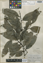 Guatteria stipitata R. E. Fr., BRAZIL, B. A. Krukoff 6907, Isotype, F
