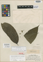 Rollinia mucosa subsp. aequatorialis R. E. Fr., BRAZIL, R. Spruce 2403, Isotype, F
