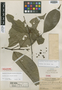 Rollinia permensis Standl., PANAMA, G. Proctor Cooper 645, Holotype, F