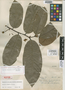 Rollinia insignis var. pallida R. E. Fr., BRAZIL, A. Ducke 141, Isotype, F